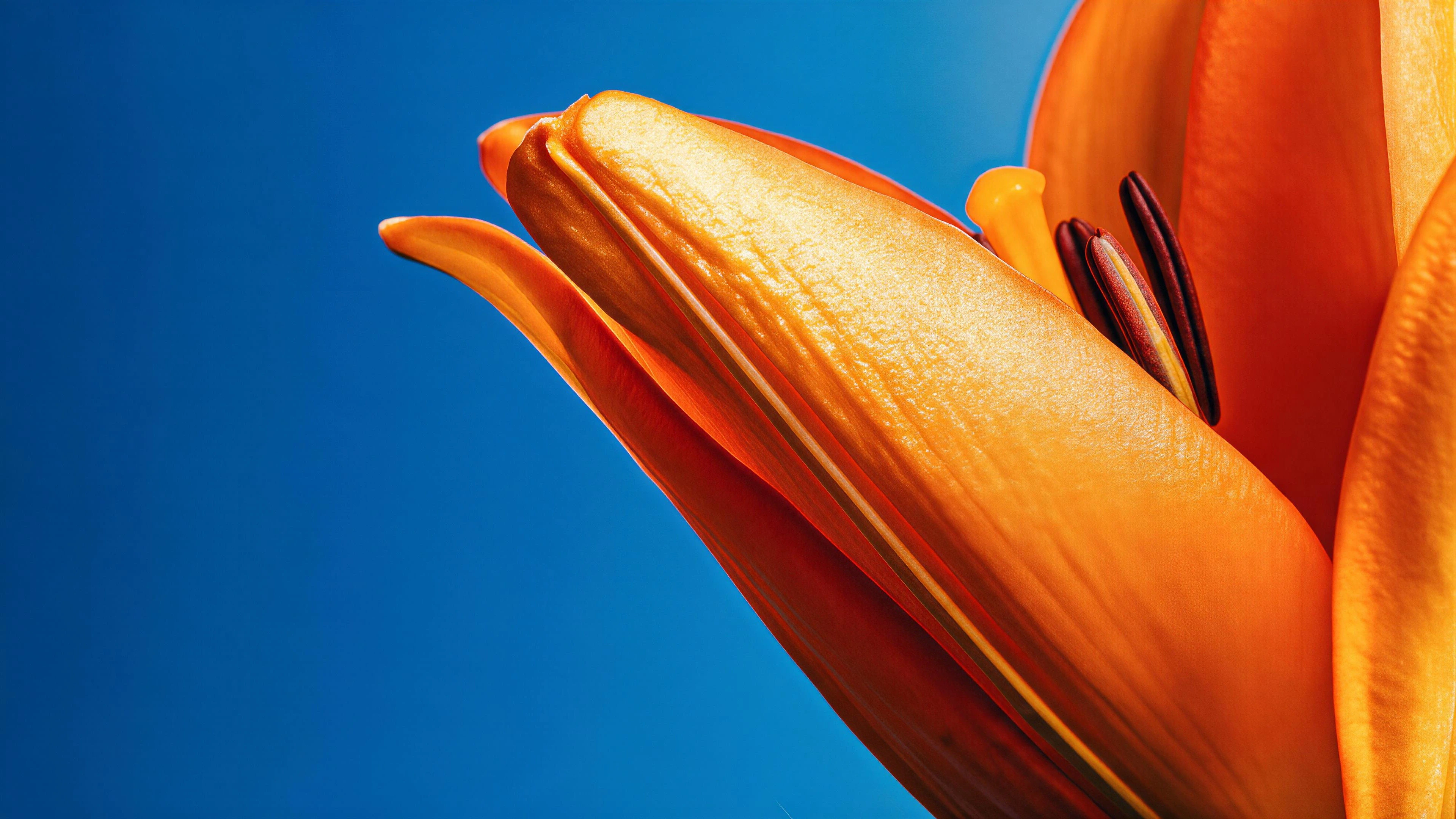 Orange lily against a blue background